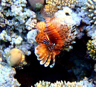 Крылатка (Lion Fish)