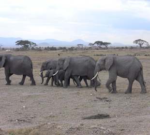 Elefantenherde - hab aufgehört zu zählen