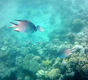 Schnorcheln Makadi Bay