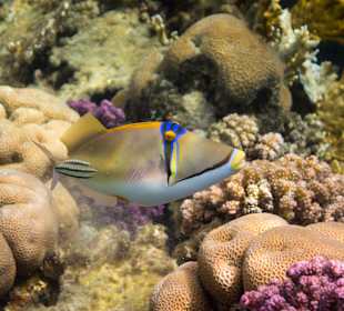 Arabischer Picassodrücker