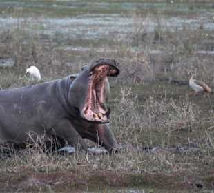 Nilpferd am Chobe, vom Hotelboot aus