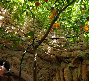 Obstbaum "unter Tage"