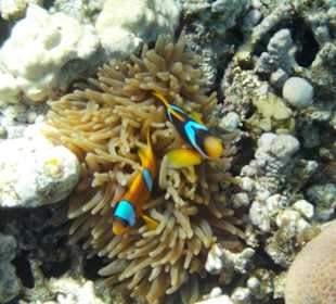 Nemo