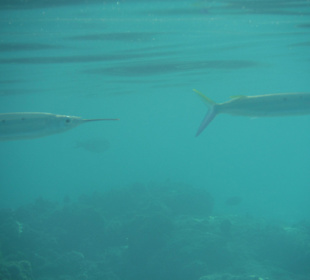 Unterwasseraufnahme am Hausriff