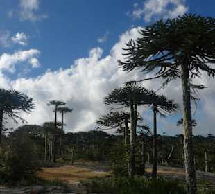 Nationalpark Nahuelbuta - Concepción