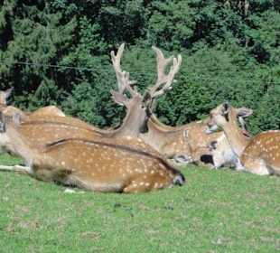 Alpenwildpark 