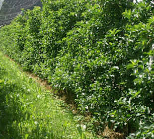 Apfelplangage am Wanderweg