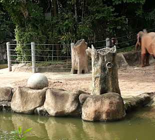 Singapur Zoo