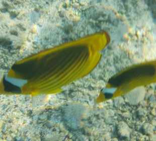 Schnorcheln Marsa Alam