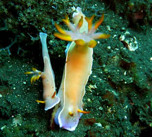 Schnorcheln Tejakula