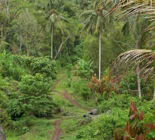 Wanderung durch Westbali Nationalpark