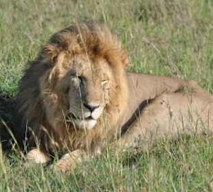 König der Löwen