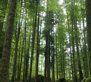 Wunderbarer Märchenwald bei Ruhpolding