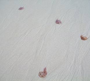 Einige Feuerquallen am Strand