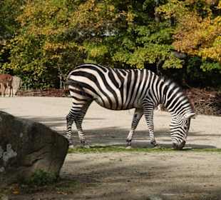 Zebras in 