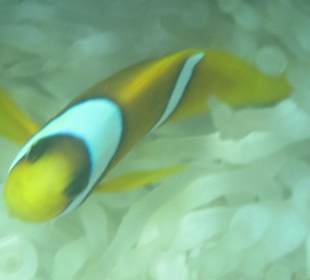 Nemo ( Alexander von Hamburg )