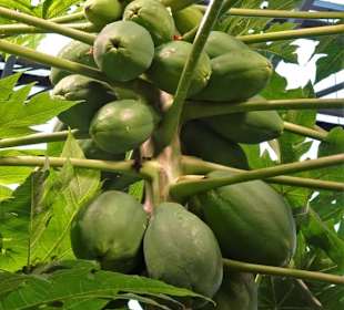 Im Tropenhaus des Schokoladenmuseums