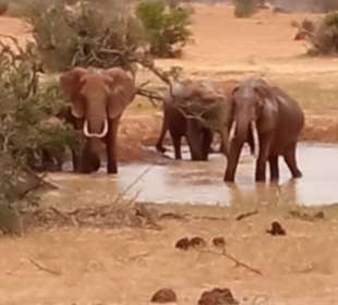 Tsavo West Nationalpark