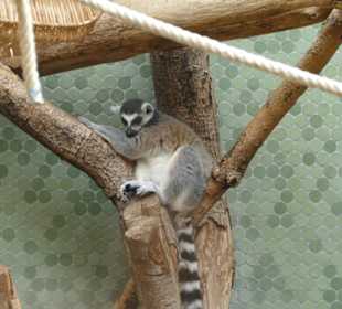 King Julien?