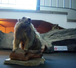 Im Museum Tiere