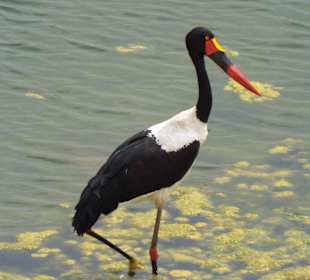 Sattelstorch am Mpongolo-Loop