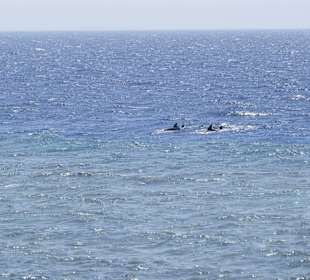 Traumhaft - Delfinausflug Mai 2014