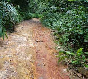 Im Sinharaja Rainforest