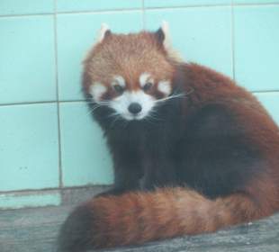 Kleiner Panda