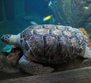 Schildkröte