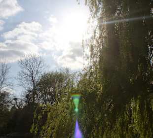 Regent's Park sun