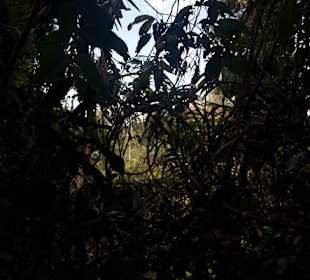 Dżungla w parku Taman Negara