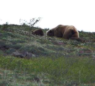 Denali National Park