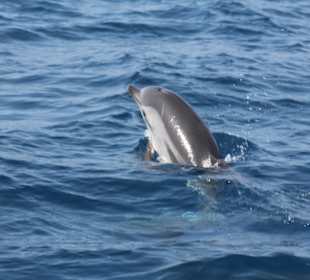 Delphine in der Strasse von Gibraltar