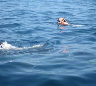Schwimmen mit walhaien