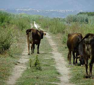 Büffelkühe mit Schmarotzer