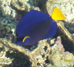 Fisch
