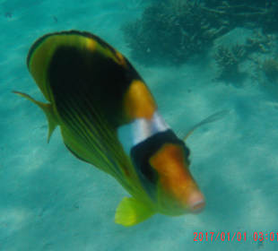 Schnorcheln Sahl Hasheesh