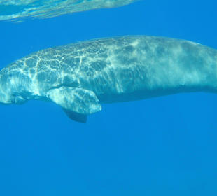 Schnorcheln Marsa Alam