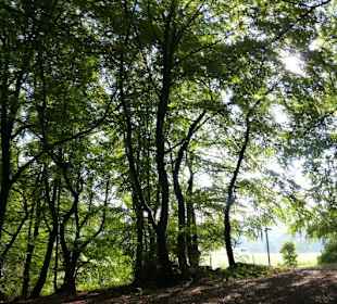 Wanderung durch den Wald