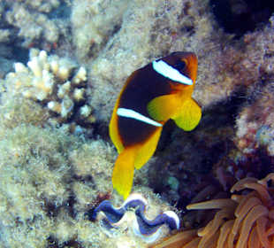 Rotmeer Anemonenfisch