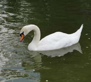 Schwan im Weiher