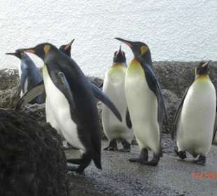 Pinguine
