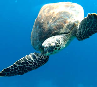 Schnorcheln Makadi Bay