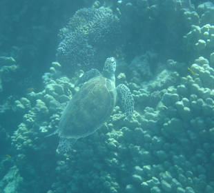 Auftauchende Schildkröte am Südriff