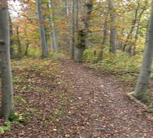 Wandern Rauberweide