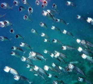 Nordriff Hotel Brayka Bay