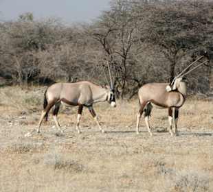 Oryx