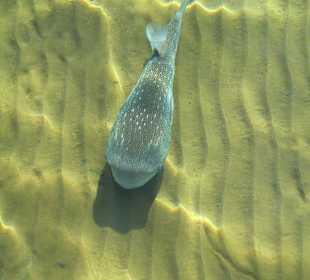 Zu sehen vom Haussteg