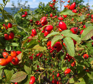 Eindrücke vom Rundgang durch die Gärten
