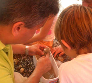 Begutachten der gefundenen Fossilien